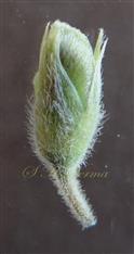  Floral bud with Calyx